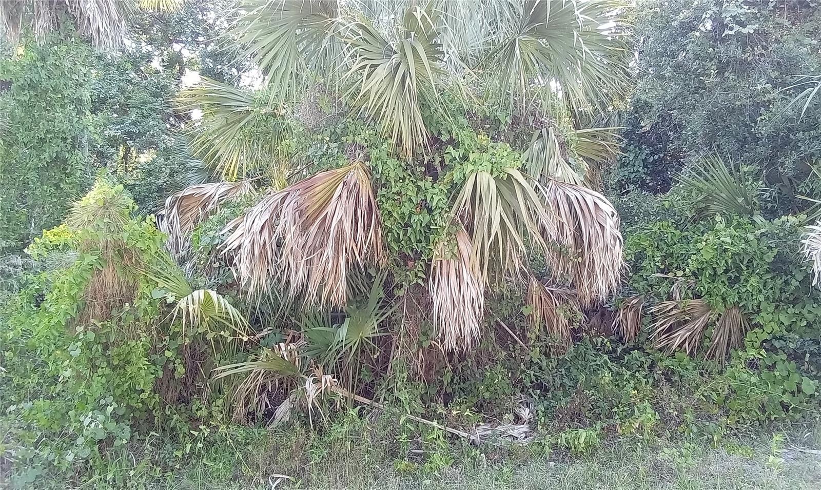 Situated in the heart of North Port, this lot measures 85 by 96 feet, is located outside the flood zone, with no wetlands or protected species on site. Seller financing, Low down payments, flexible terms up to 6 years, and fixed monthly payments. Quick approval with no banks. Build equity that you can later use to build your home with us. Try our payment calculator online or call us to learn more about our financing options. This lot is shovel-ready and primed for development, Sarasota County – Land for sale by owner in North Port. Centrally located, about 10 minutes to Heron Creek Golf and Country Club, Cranberry Elementary School, and Port Charlotte Town Center mall. 15 minutes to North Port Warm Mineral Springs. Peace and Myakka Rivers are nearby, where you can enjoy great fishing and boating. 20 minutes to the Charlotte Harbor where you can find miles of sand beaches. 30 minutes to Casperson Beach. Less than an hour from Fort Myers and 1.5 hours to Tampa.