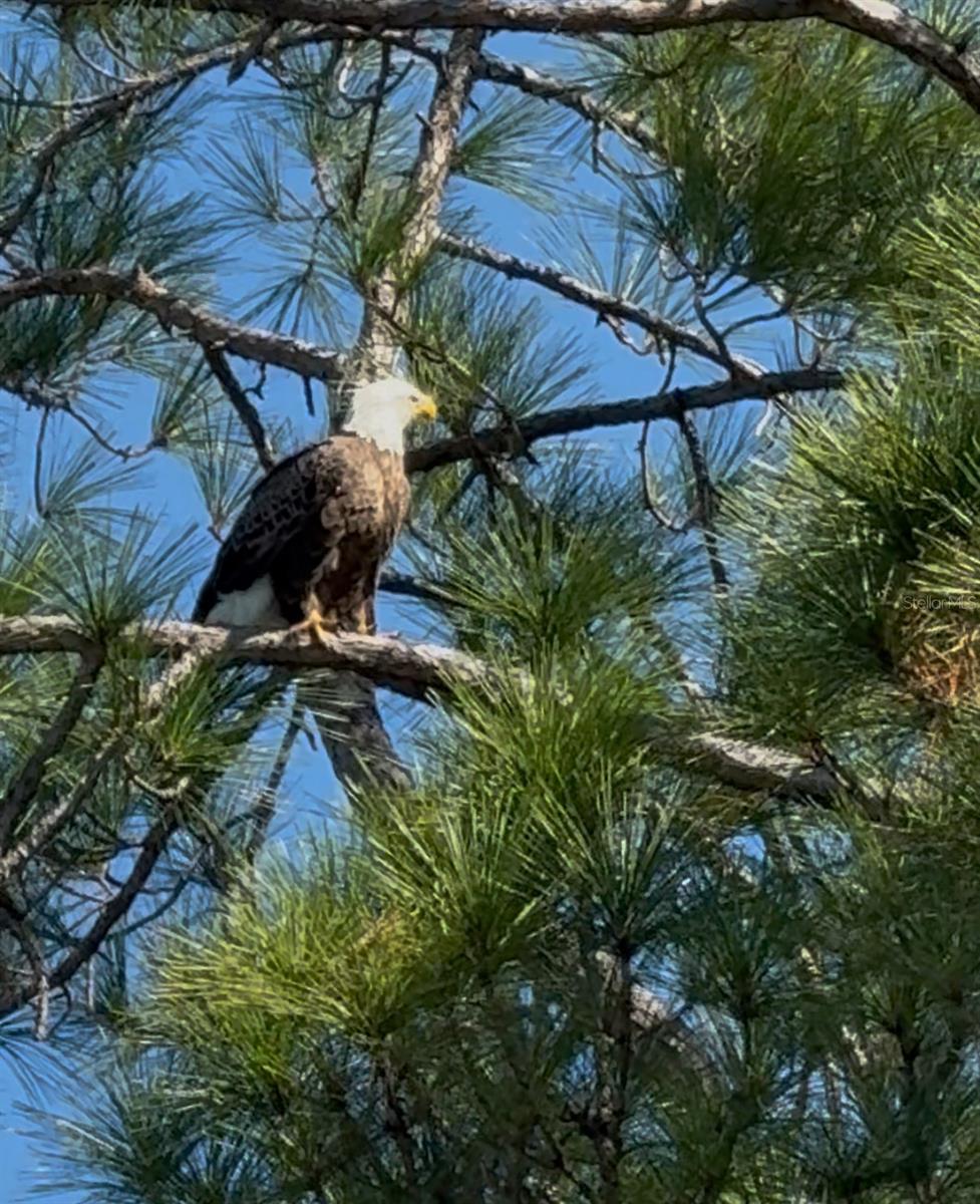 AVION OF - Residential