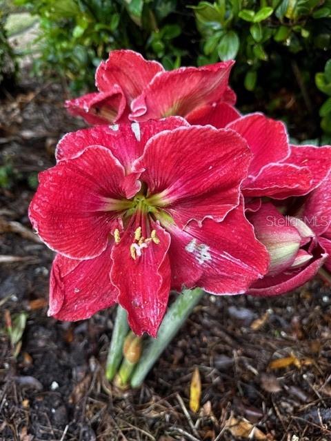 MAPLE HILL - Residential