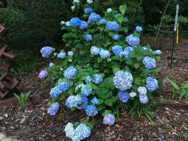 MAPLE HILL - Residential