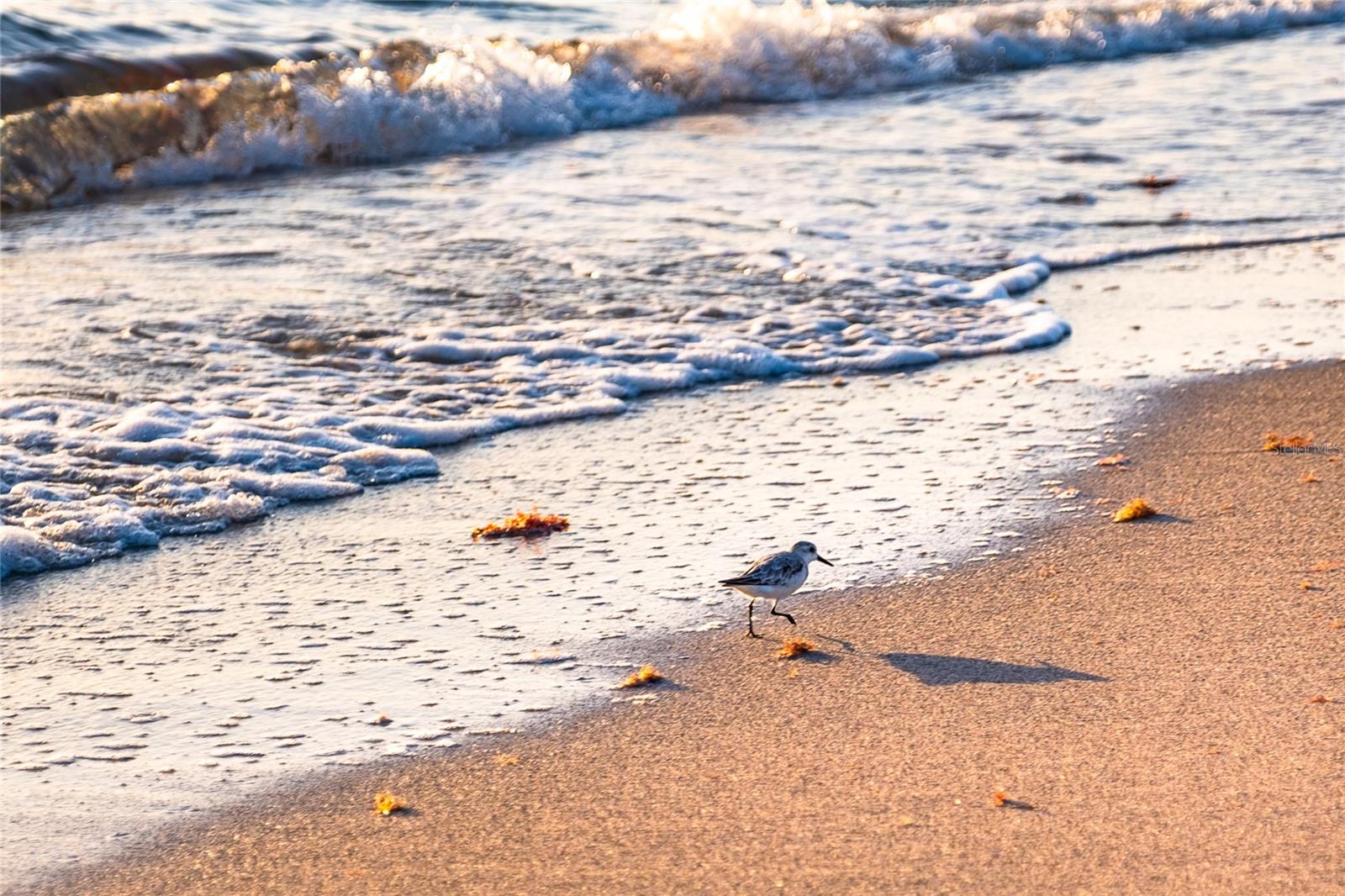 MANASOTA SHORES - Land