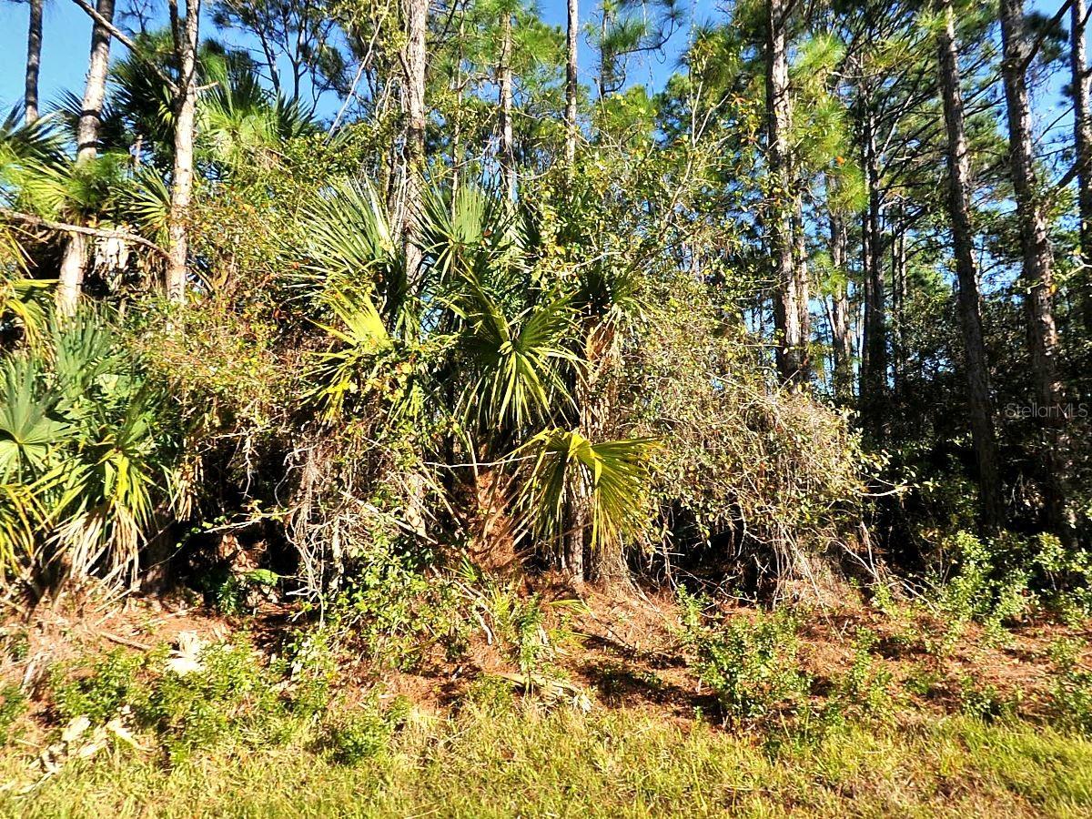 A large 0.23 acre of land around 10,000 Square foot on La Rosa Avenue in North Port, FL. It's a very beautiful community with great schools, nice, paved roads, and electricity. It is ready for a new house.