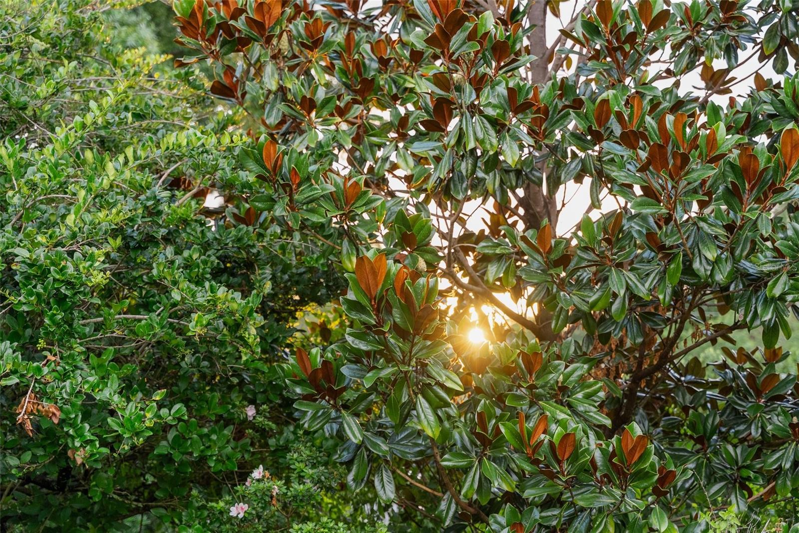 EL OTIS PARK SUB - Residential