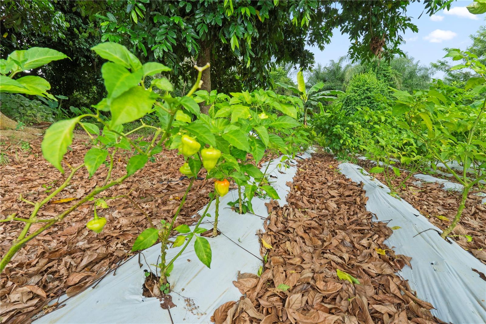 BO. HOYOS PLANES - Residential