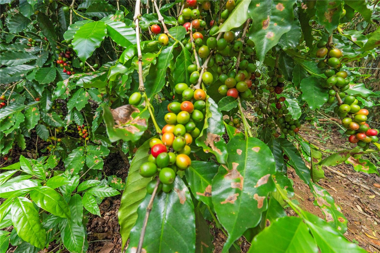 BO. HOYOS PLANES - Residential