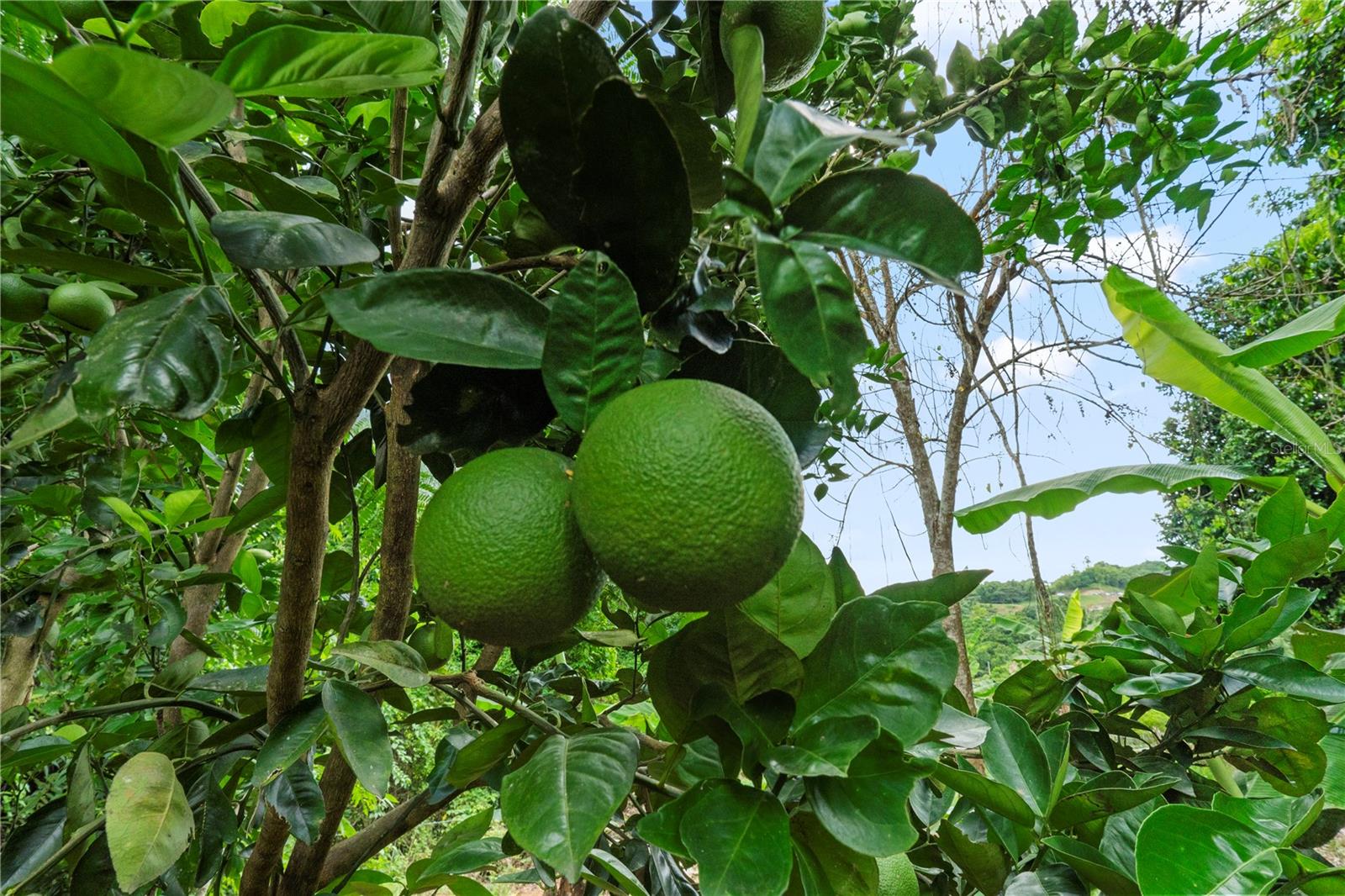 BO. HOYOS PLANES - Residential