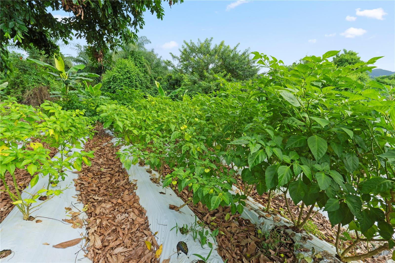 BO. HOYOS PLANES - Residential