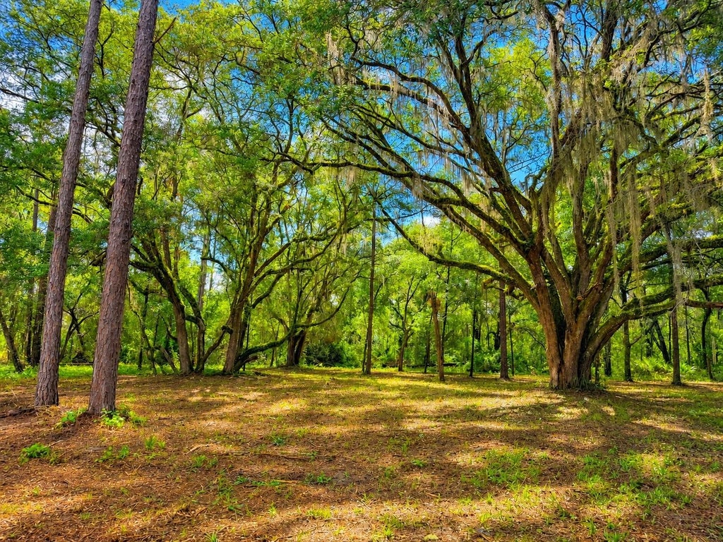 Photo of 11 NE Hwy 315, Fort Mccoy, FL 32134 (MLS # OM727989)