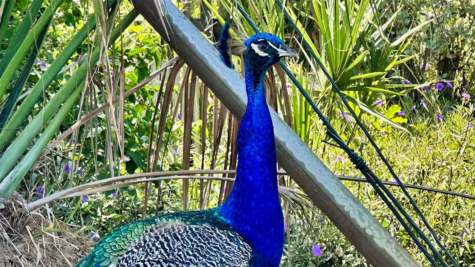 LONGBEACH ON LONGBOAT KEY - Residential