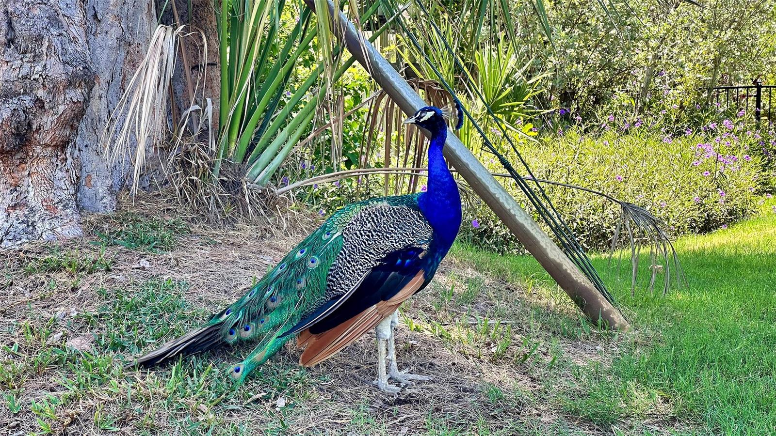 LONGBEACH ON LONGBOAT KEY - Residential