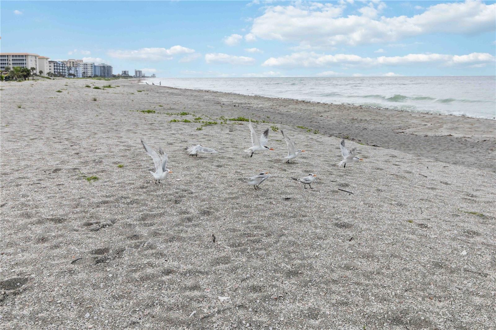 GULF N BAY - Residential