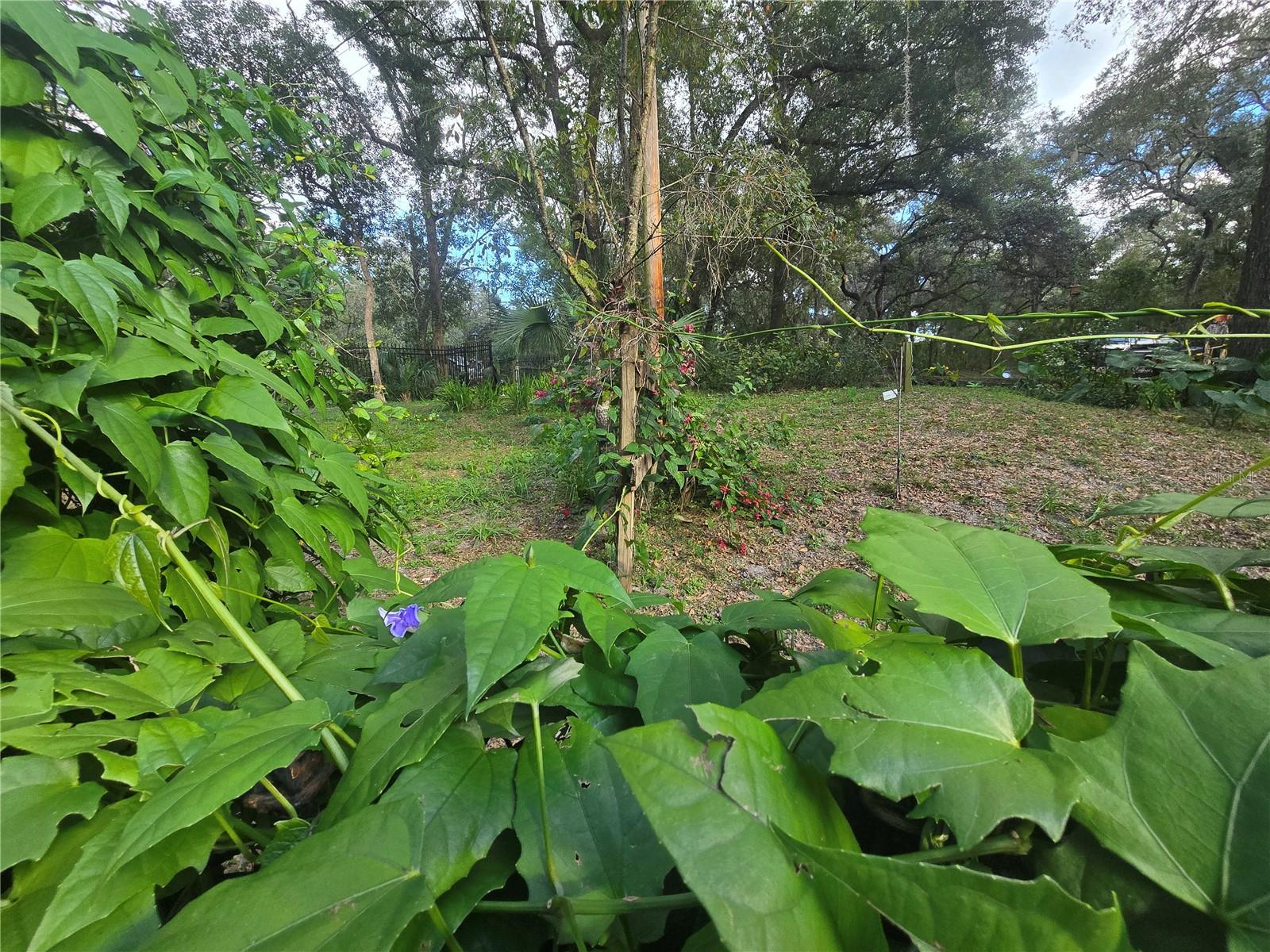 ORANGE CITY DELAND FARMS - Residential