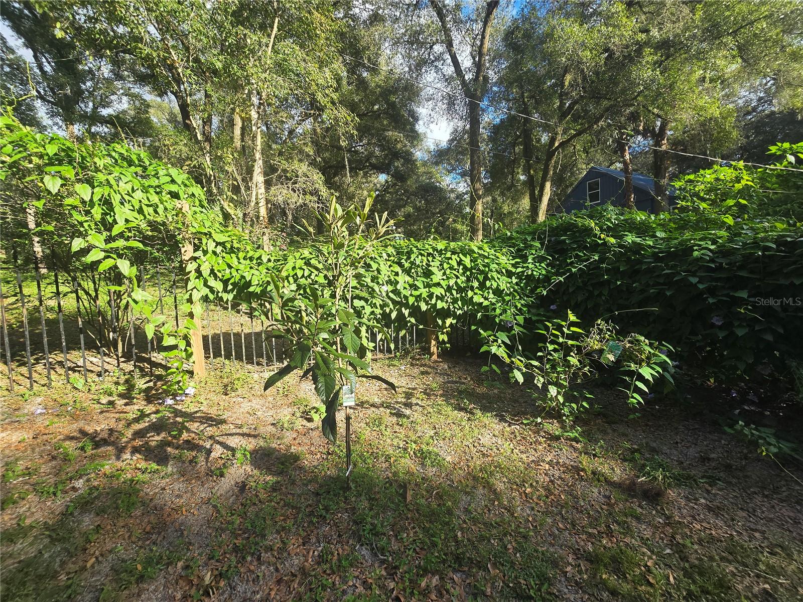 ORANGE CITY DELAND FARMS - Residential