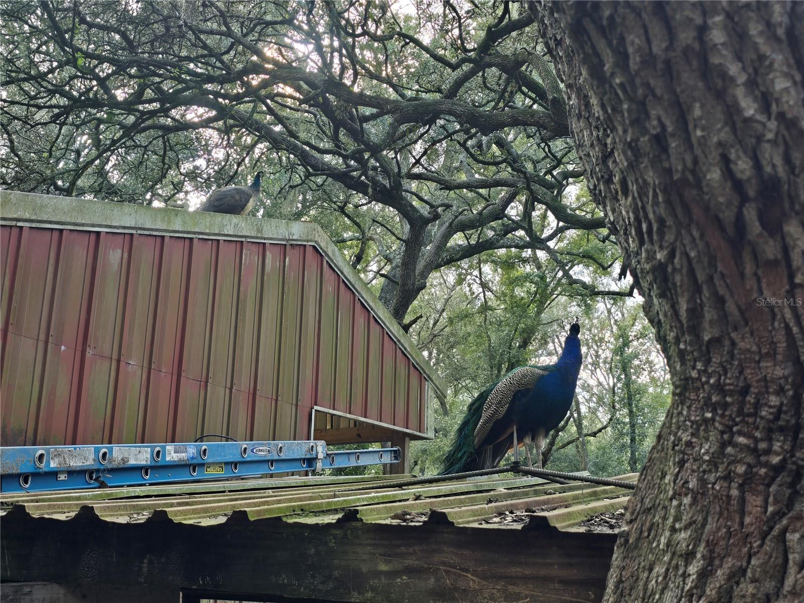 ORANGE CITY DELAND FARMS - Residential