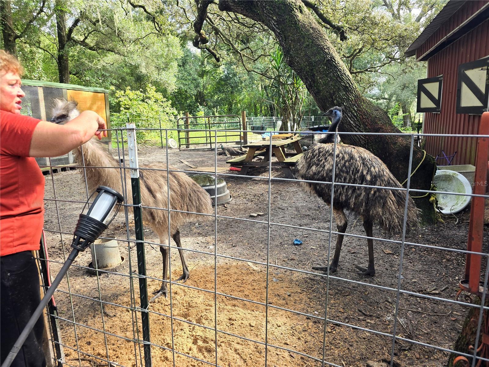 ORANGE CITY DELAND FARMS - Residential