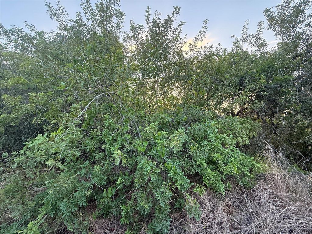 Photo of 146 Patton Ave, Lake Placid, FL 33852 (MLS # D6141635)