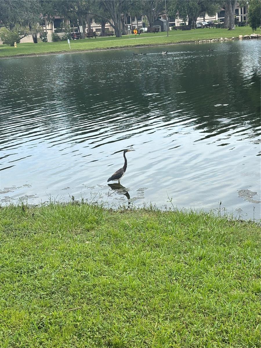 OAKS 04 - Residential