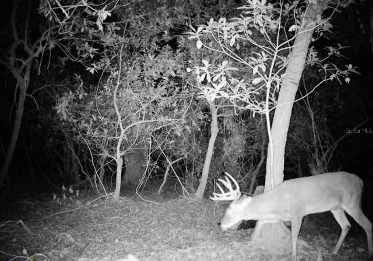 TIGER CREEK FOREST - Residential