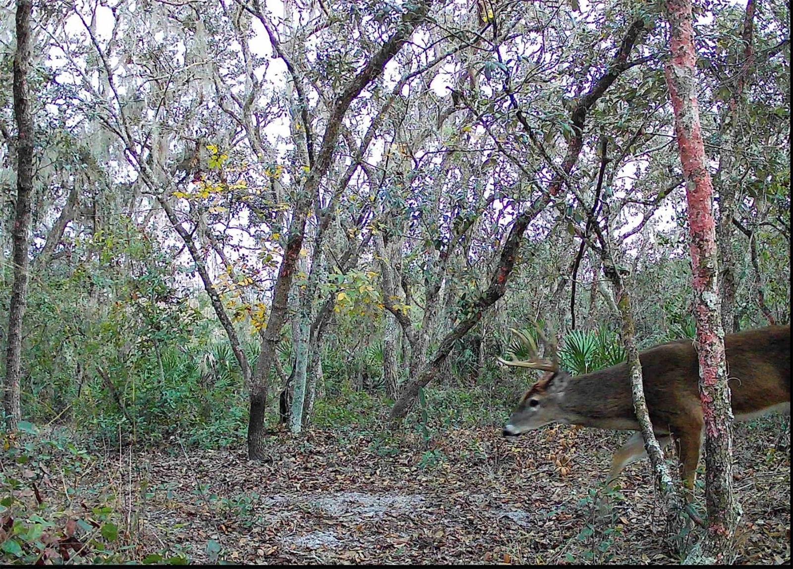 TIGER CREEK FOREST - Residential