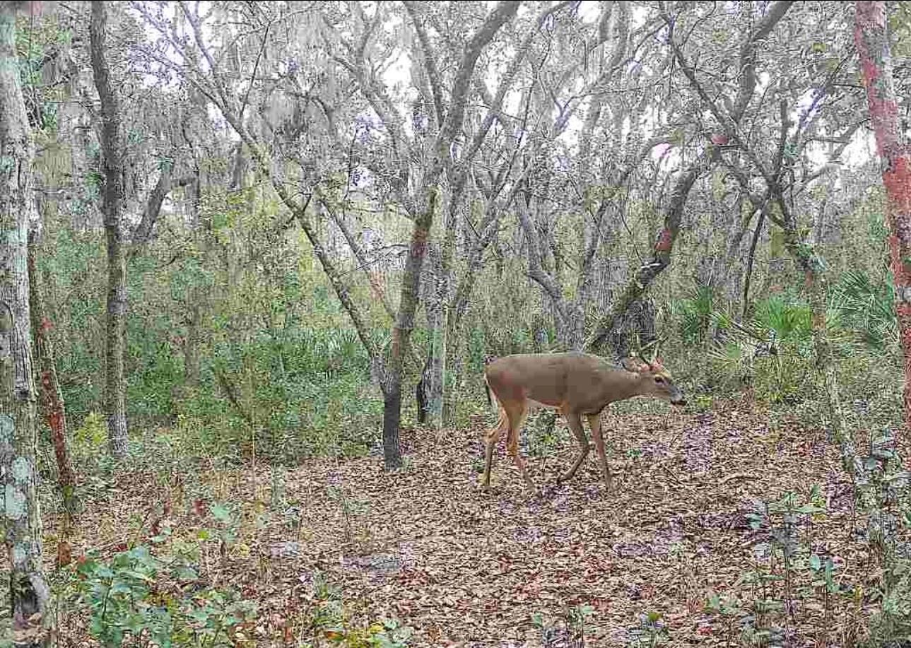 TIGER CREEK FOREST - Residential