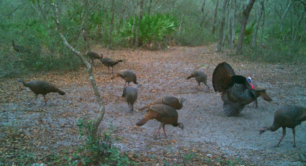 TIGER CREEK FOREST - Residential