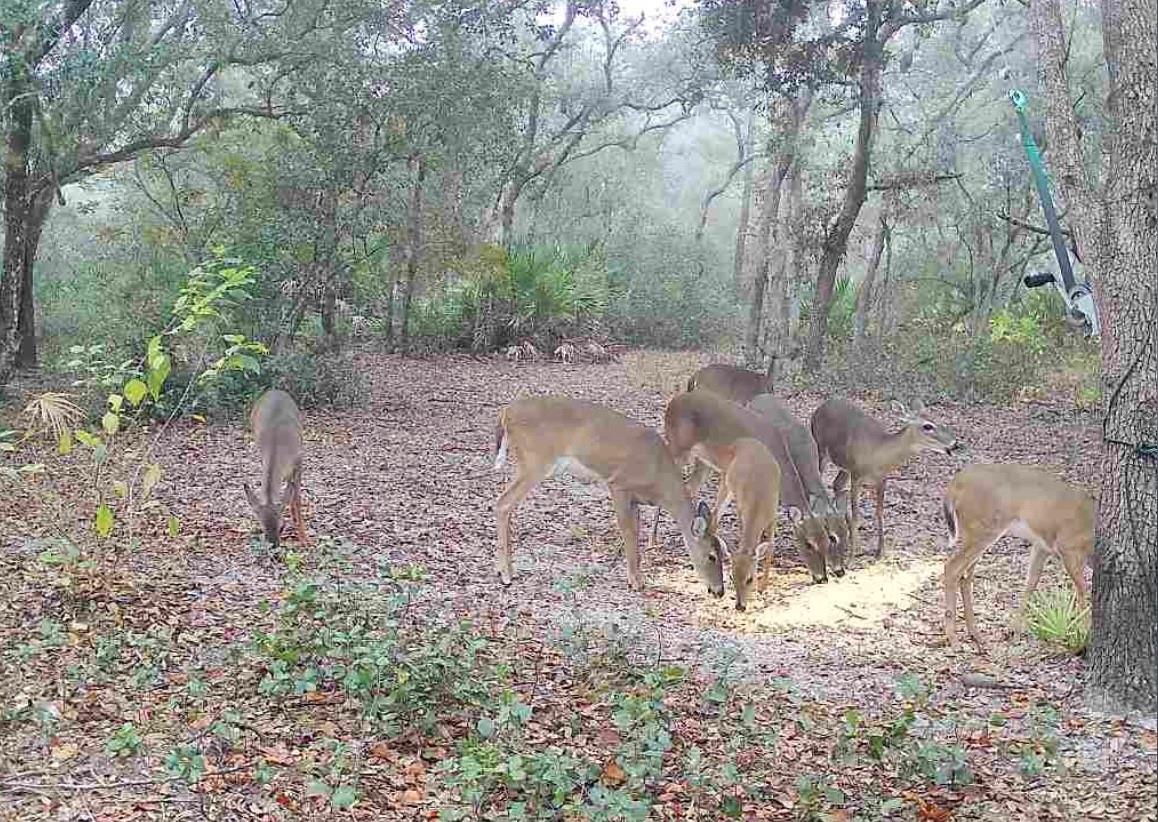 TIGER CREEK FOREST - Residential