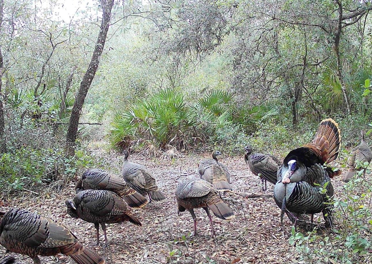 TIGER CREEK FOREST - Residential