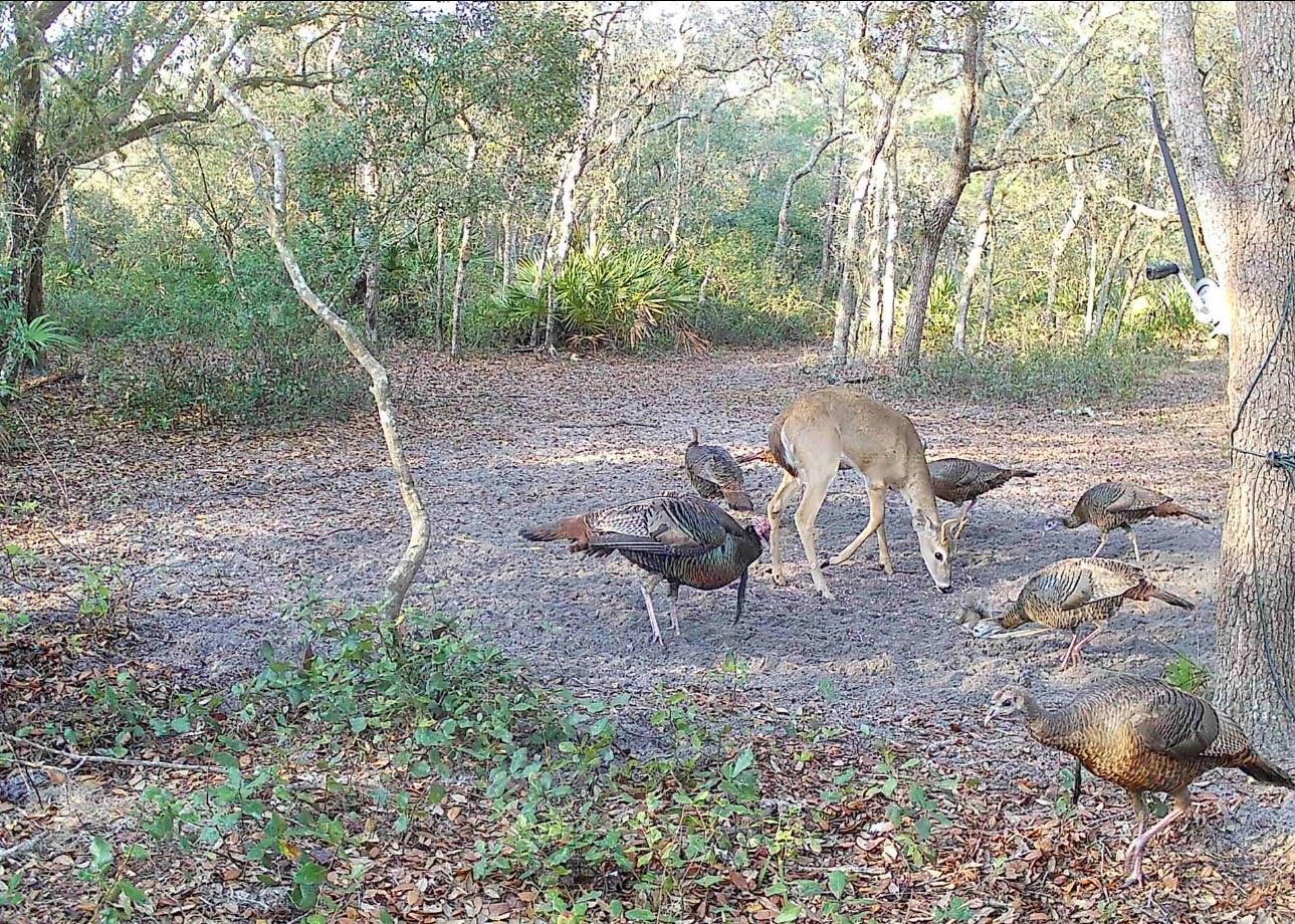 TIGER CREEK FOREST - Residential