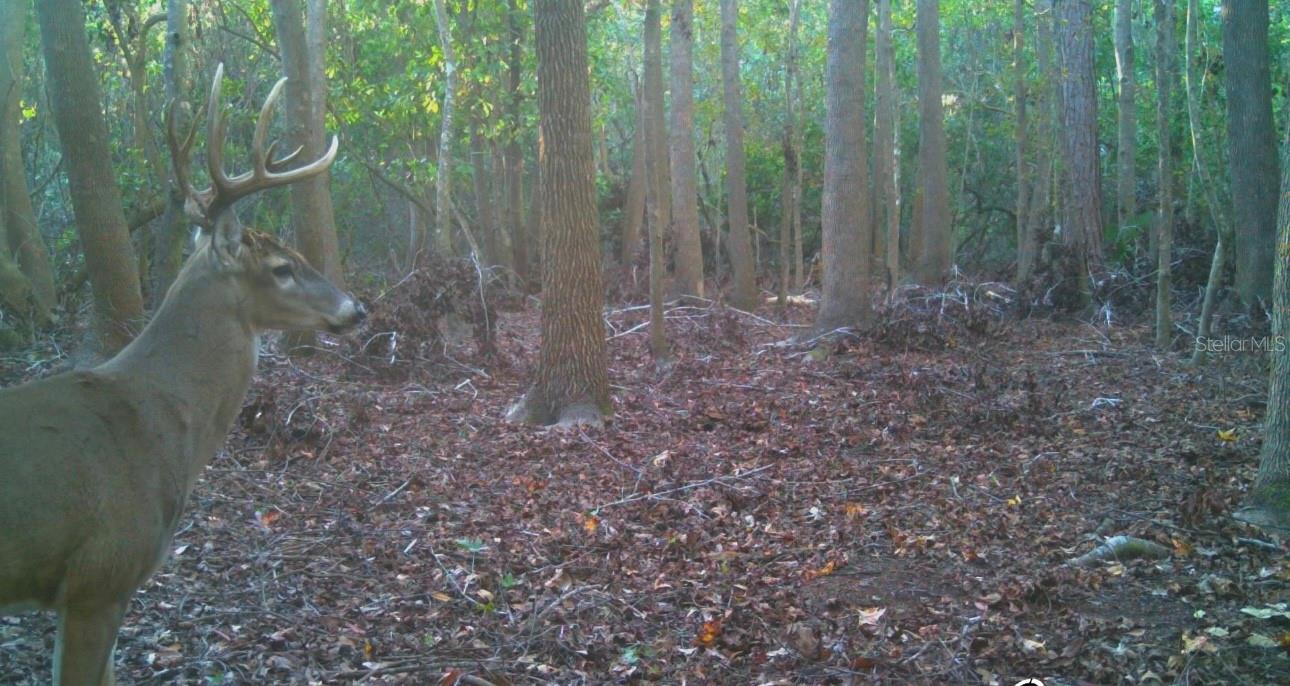 TIGER CREEK FOREST - Residential