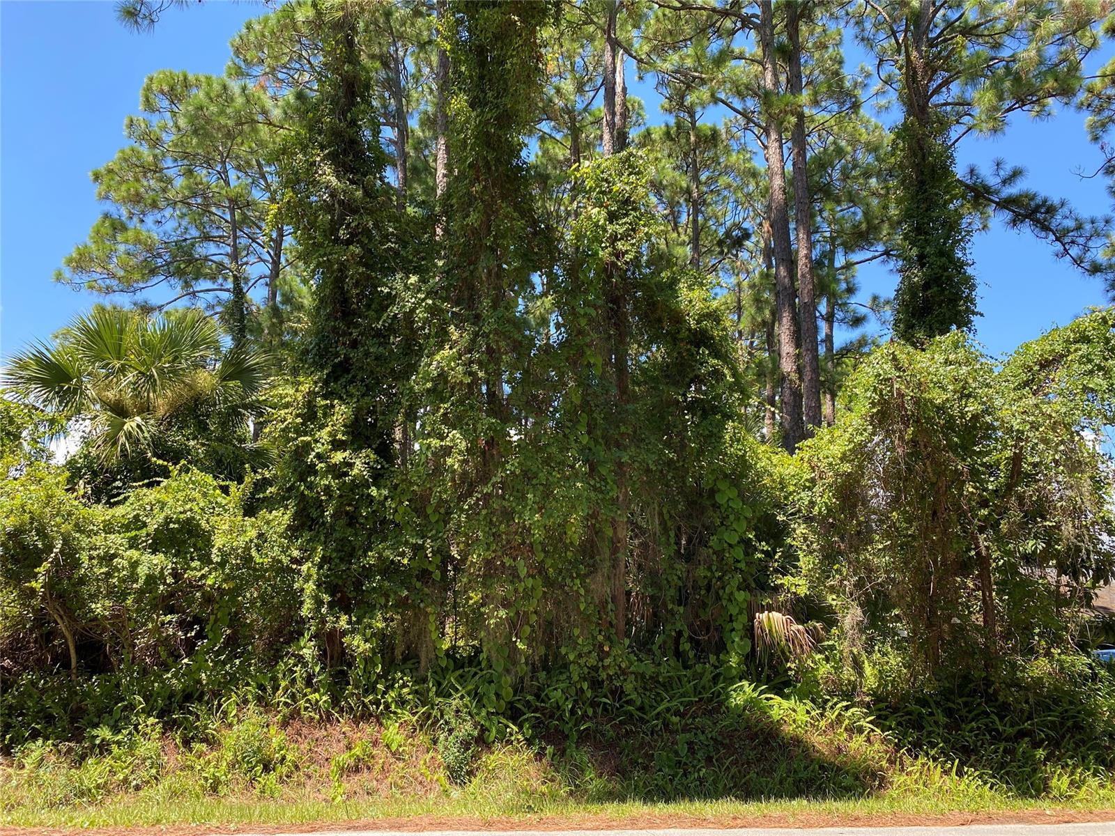 Florida Shores 01 - Land