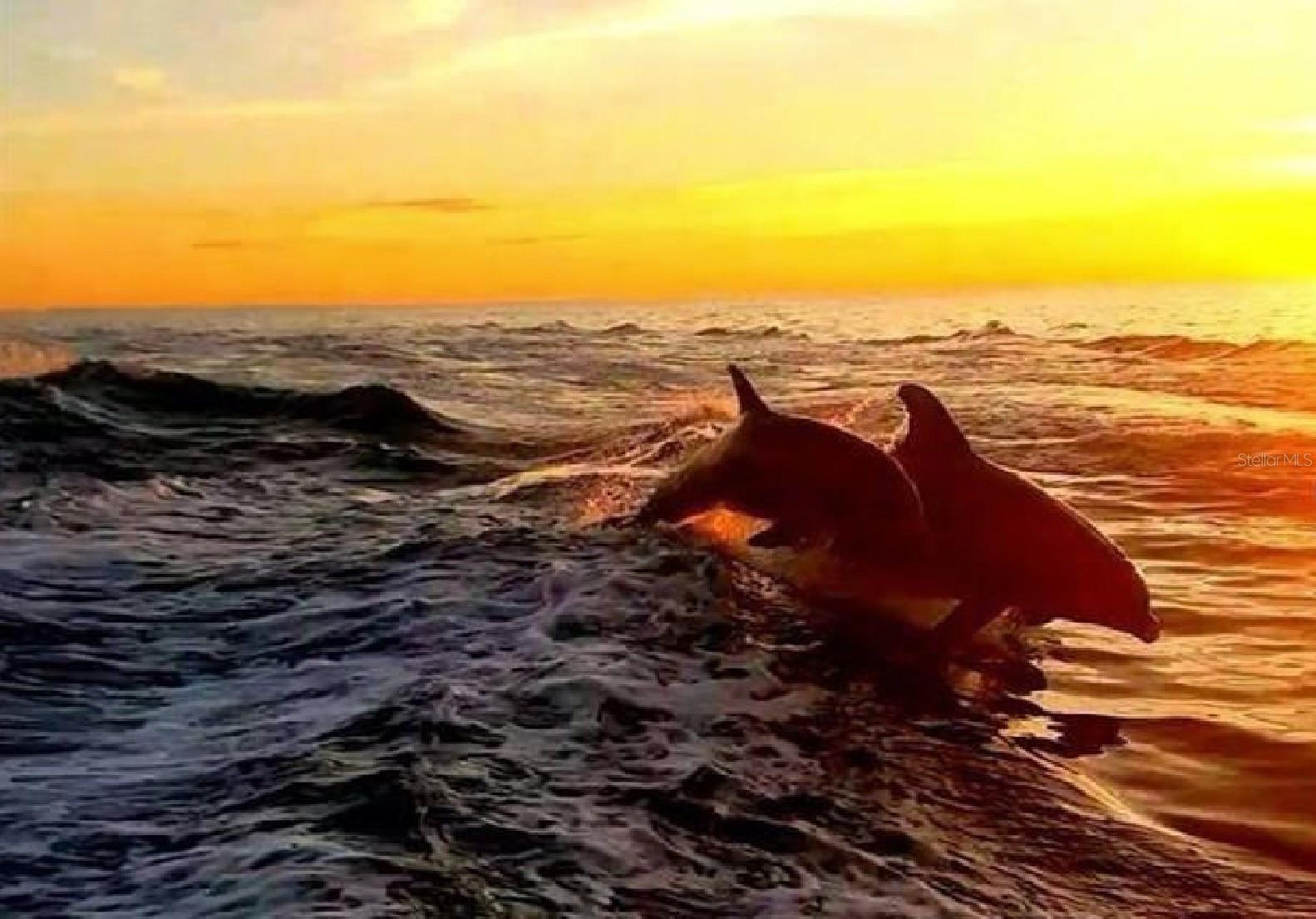 ISLAND PARK PL - Residential