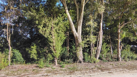 Tiny photo for 0000 NE Hwy 27 Alt, Williston, FL 32696 (MLS # OM734653)
