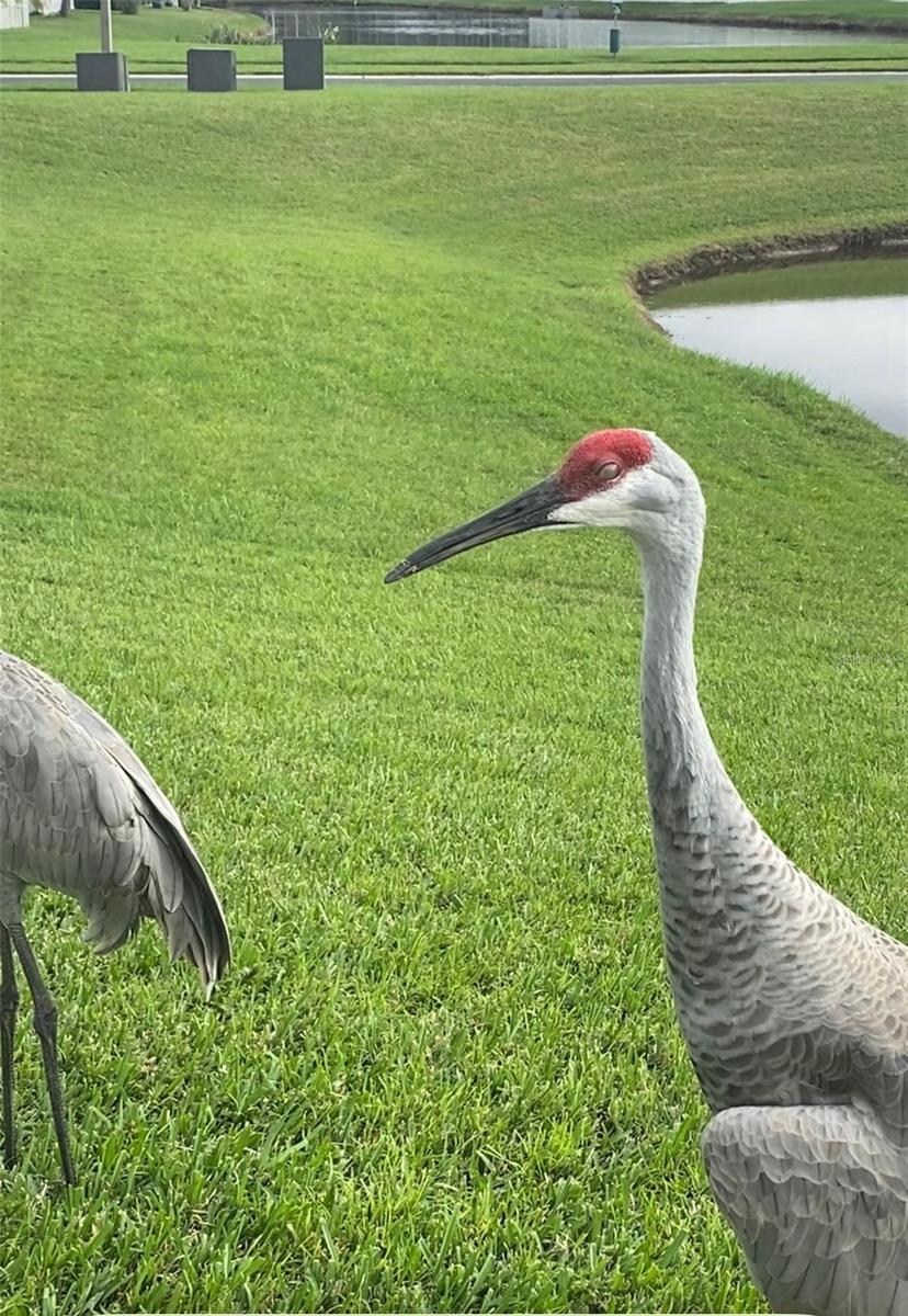 GRAND OAKS PH 02 UNITS 06 & 08 - Residential