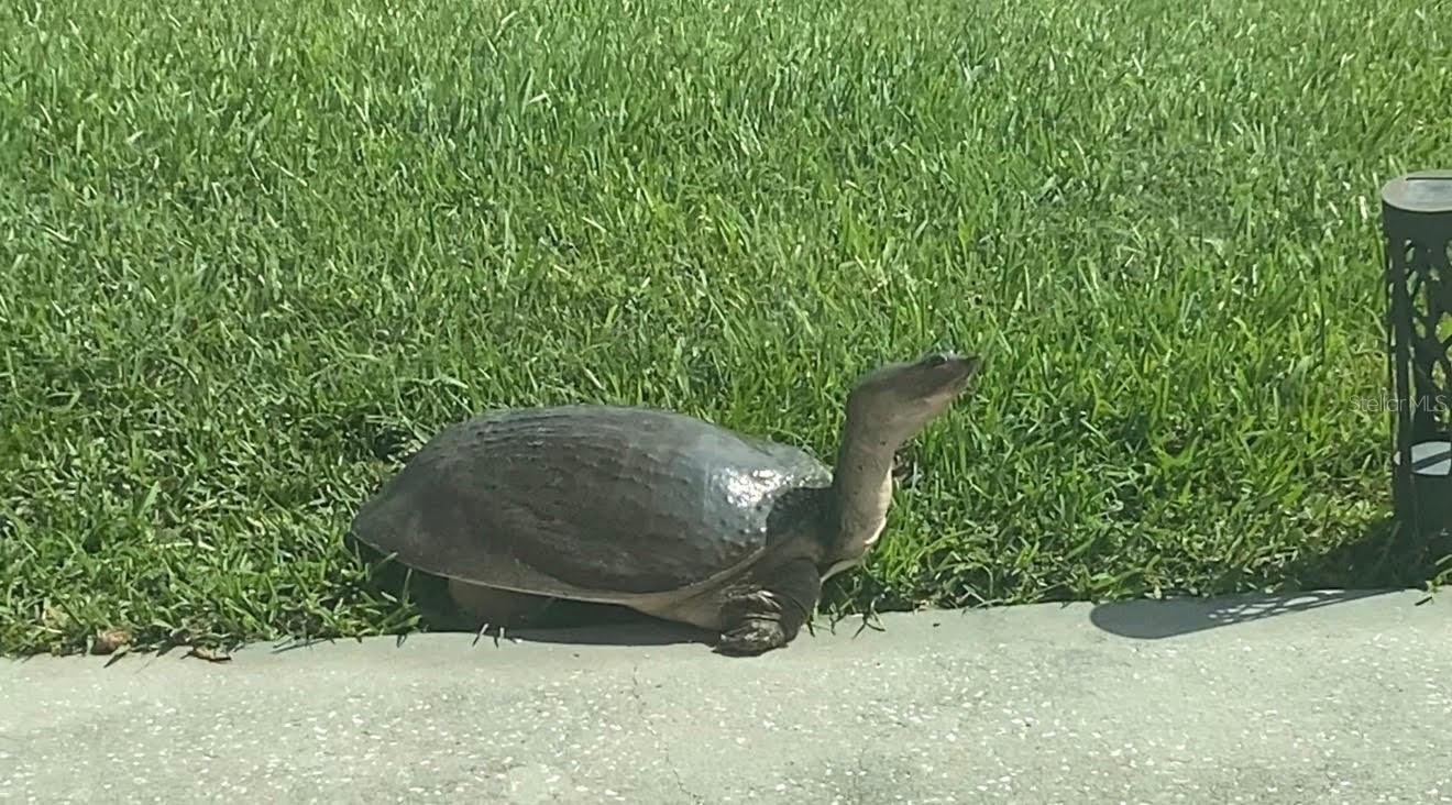 GRAND OAKS PH 02 UNITS 06 & 08 - Residential