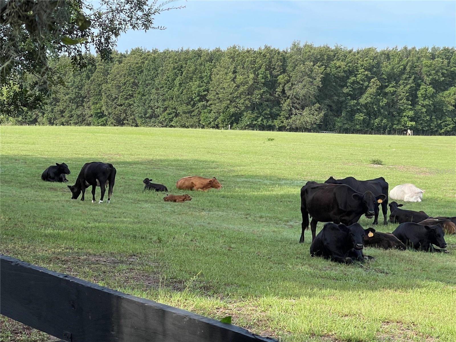 8089 SE 174TH BELHAVEN LOOP