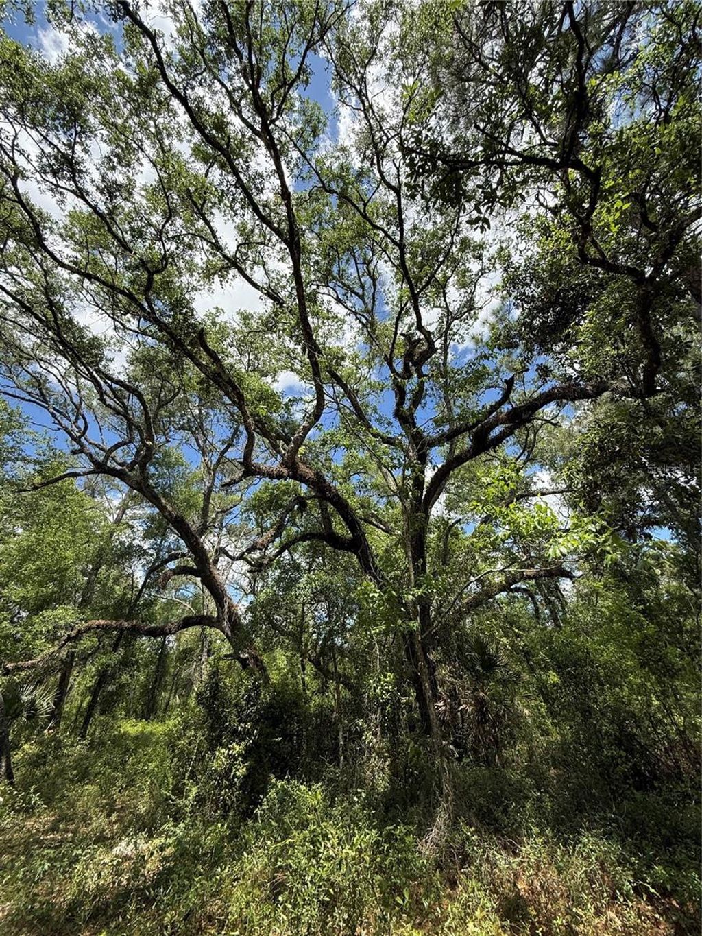 Photo of Lewis Lane, Webster, FL 33597 (MLS # W7885544)