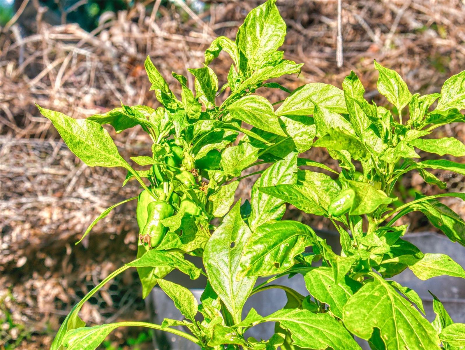 ACREAGE & UNREC - Residential