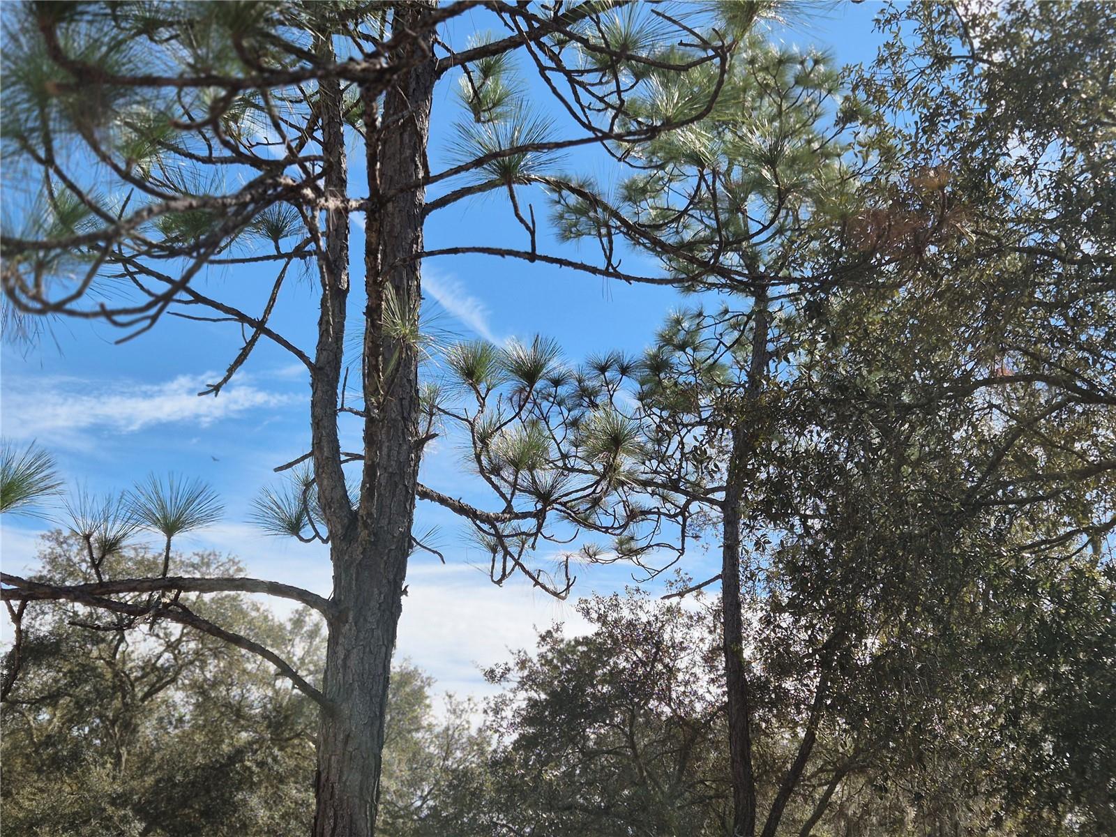 NORTH-SOUTH ESTATE - Land