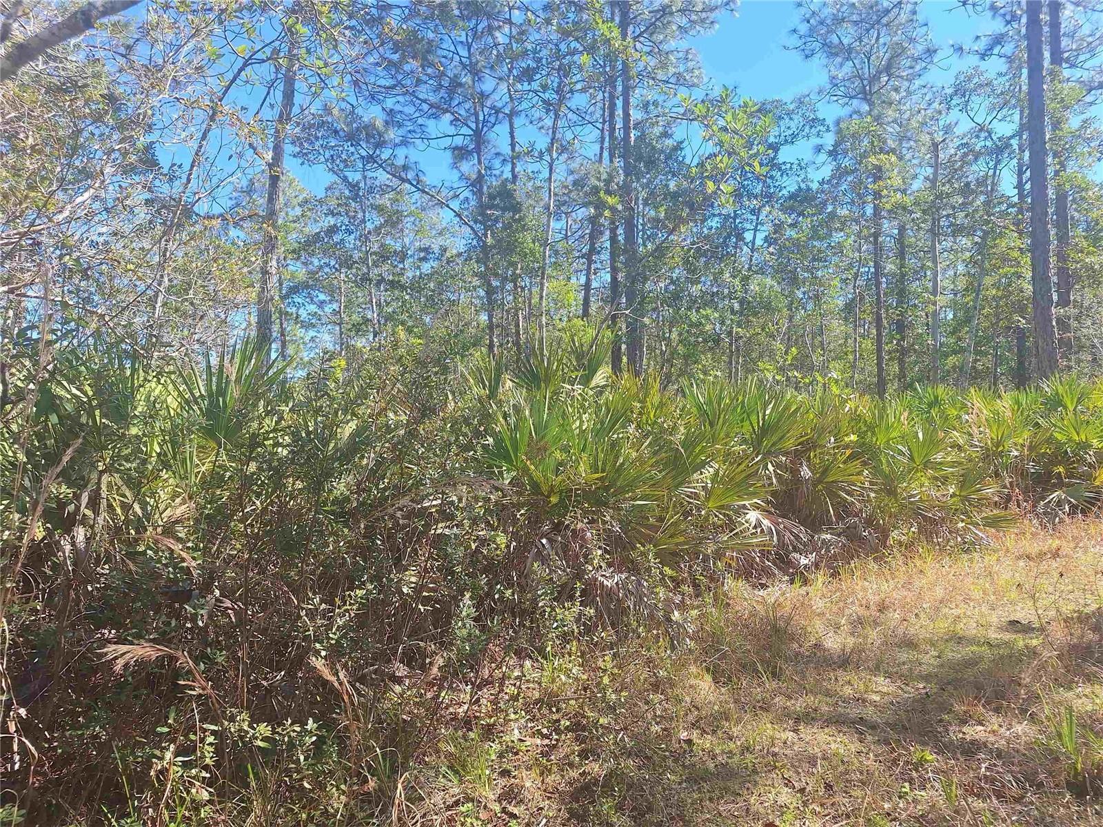 PALMETTO ACRES - Residential