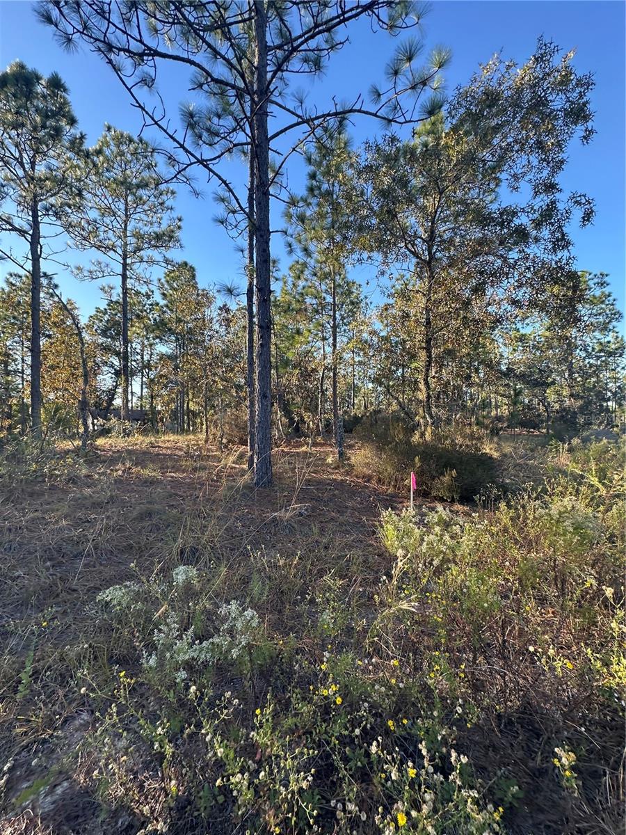 WILLISTON HYLNDS GOLF & C CLUB ESTATE - Land