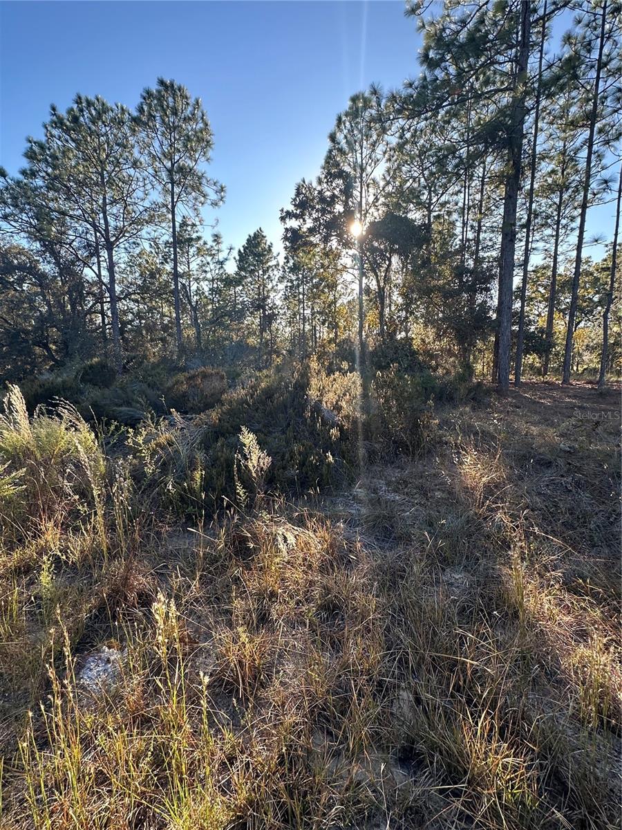 WILLISTON HYLNDS GOLF & C CLUB ESTATE - Land