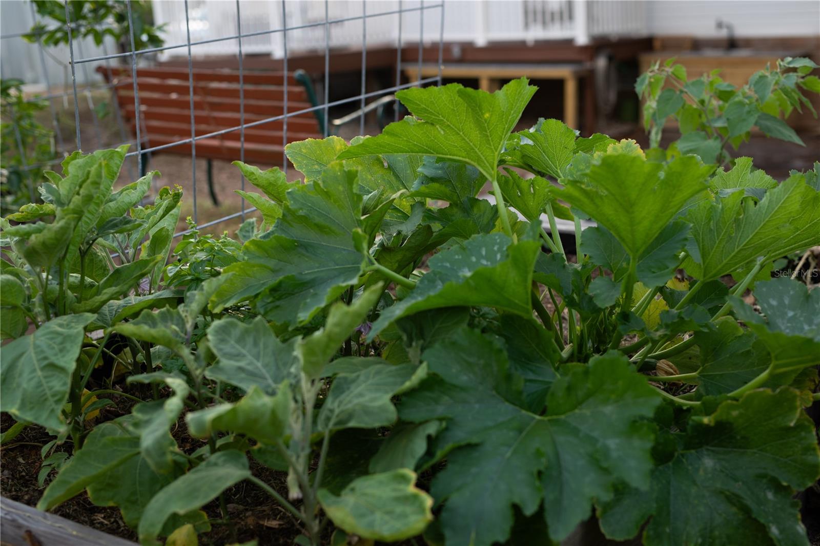 WILSON MAZE - Residential