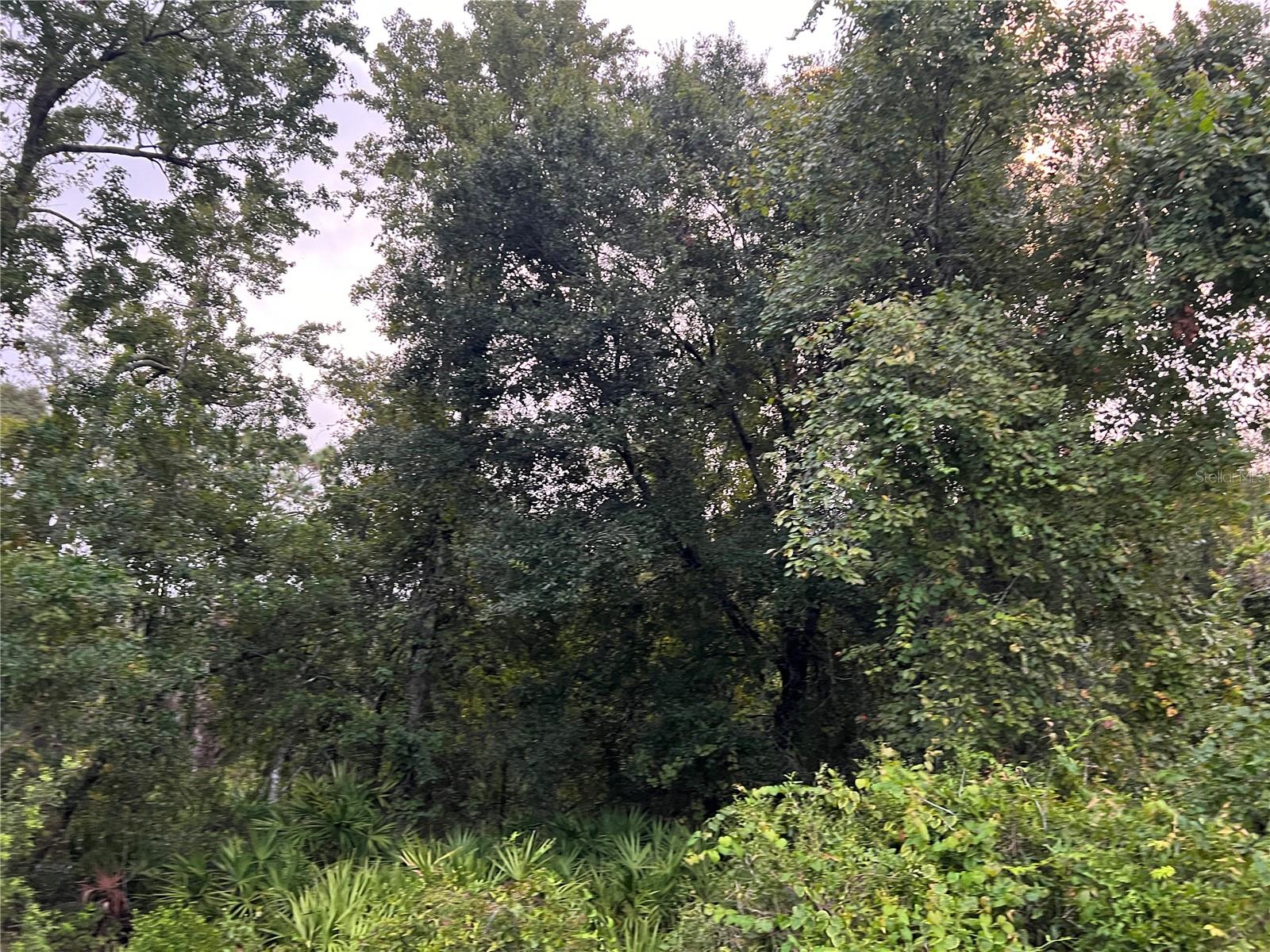 Discover the perfect opportunity to own 4.7 acres of land in the serene Moon Lake subdivision of New Port Richey! This spacious lot offers privacy, tranquility, and plenty of room to spread out while still being conveniently located near shopping, dining, and major roadways. With power available at the property, you can easily start building your dream home or set up a peaceful retreat away from the hustle and bustle. The expansive acreage provides ample space for your vision—whether it’s a custom home, or simply enjoying nature with room to roam. The property’s generous size ensures plenty of distance from neighbors, offering a quiet and private setting. Moon Lake Park is just minutes away, where you can enjoy boating, fishing, and outdoor recreation. If you're looking for a rare large parcel in a growing area with easy access to Tampa and the Gulf Coast, this is it! Don’t miss this incredible opportunity to invest in Florida land. Adjacent additional MLS # TB8348587, is a 1.25 acre lot also available for separate purchase if you want even more room. Currently undergoing a county lot line adjustment to allow property to be developed. This may change the legal description upon completion. A portion of the property has Cat 1 wetland.