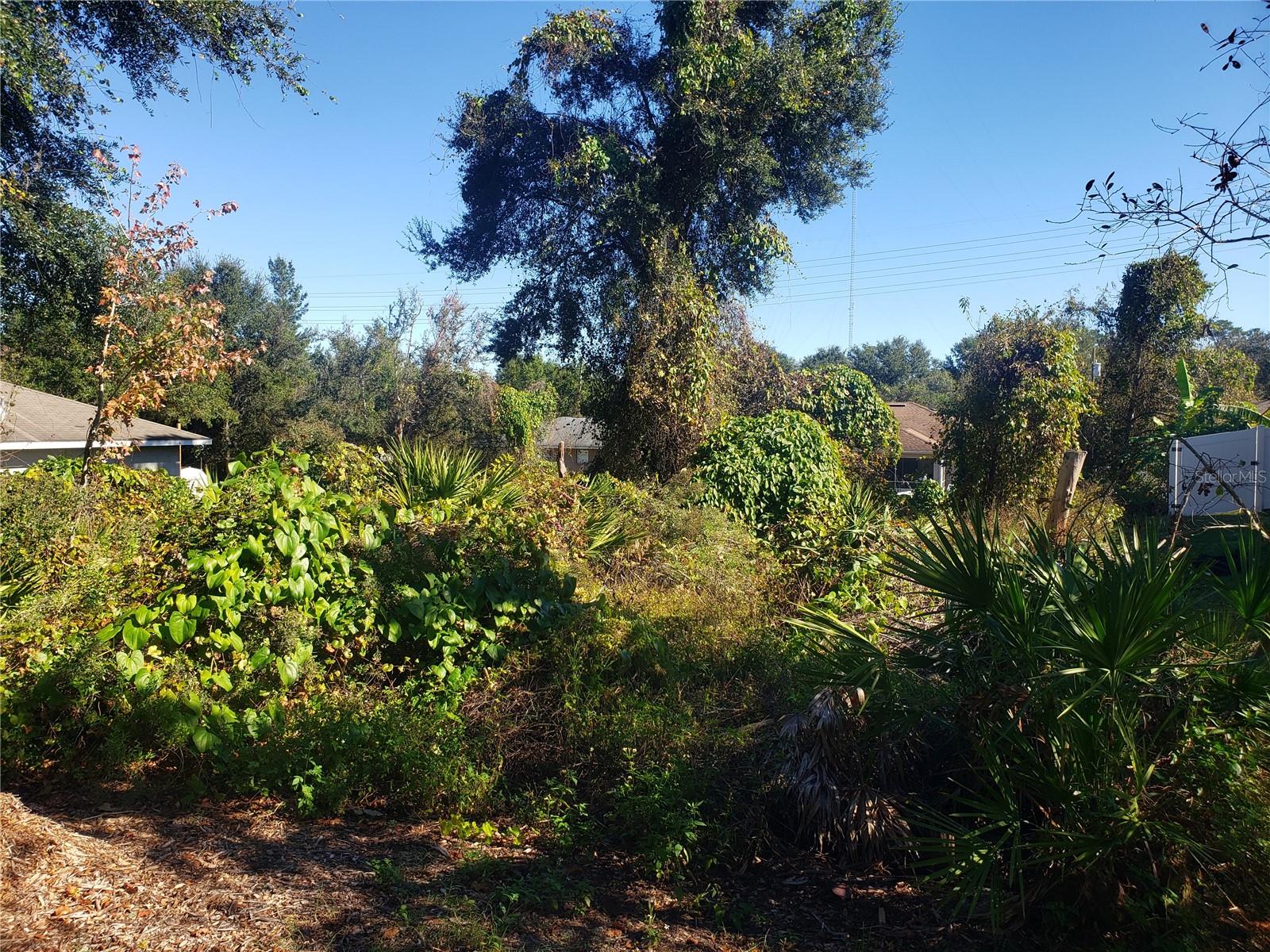 CHESTNUT AVENUE