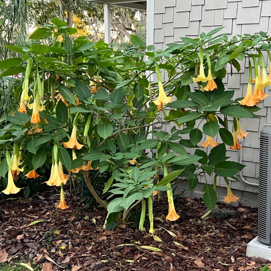 TOWN/BELLEVIEW - Residential