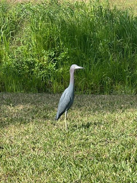 ALHAMBRA/LK MARLIN PH I - Residential