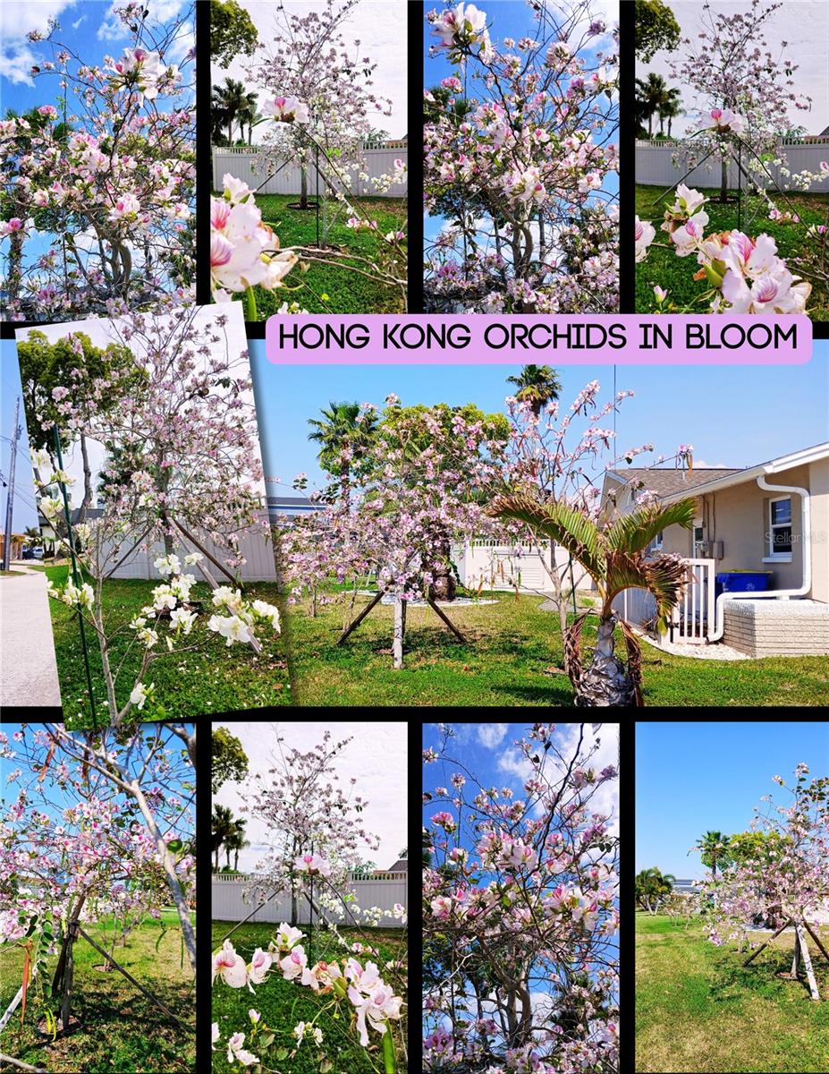 FLOR A MAR - Residential
