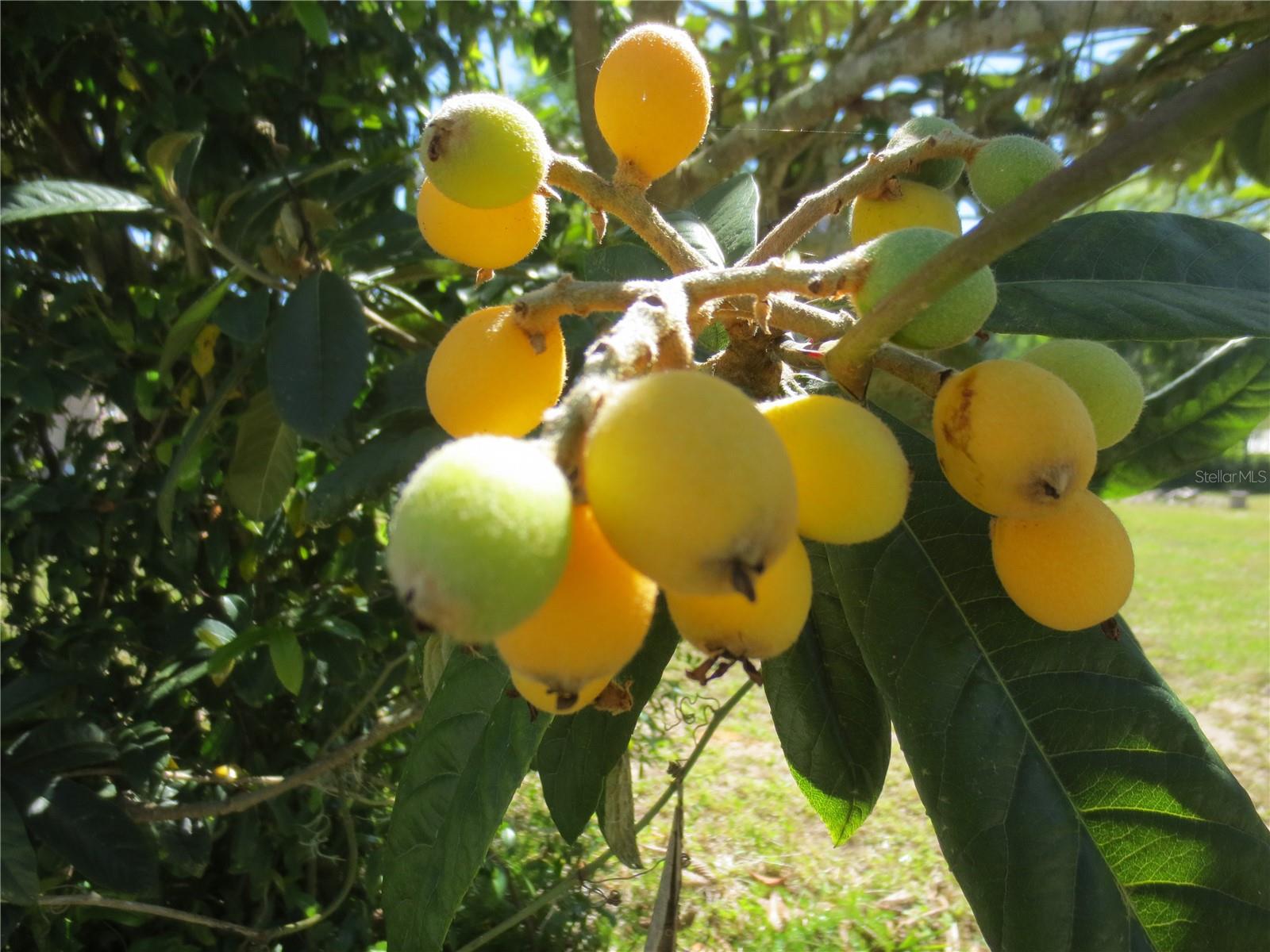 LAKE BRYANT SHORES - Land