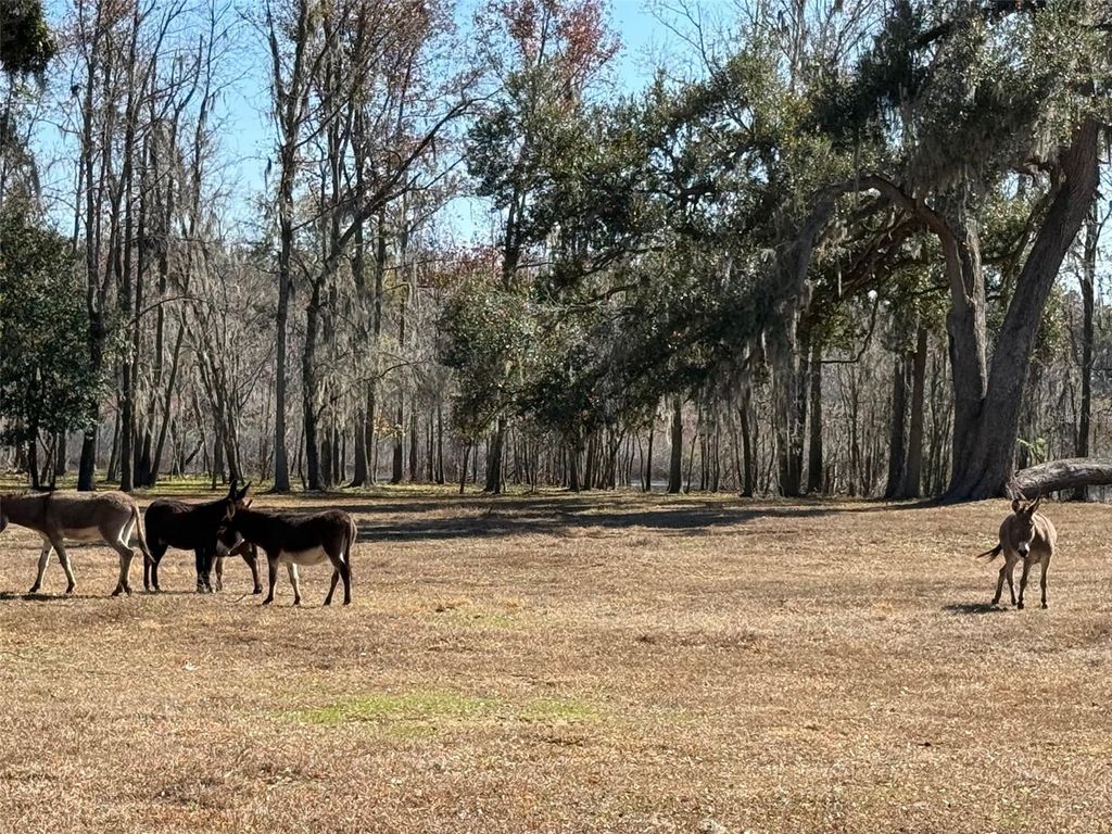 Photo of 37214 Hester Road, Dade City, FL 33525 (MLS # TB8470667)