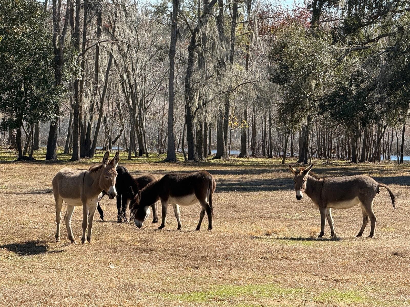 DADE CITY - Residential